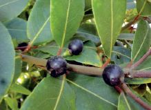 Prirunik za sigurno rukovanje i primjenu sredstava za zatitu bilja_9_2_2015.pdf