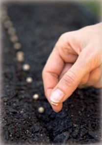 Izravna sjetva sjemena povra